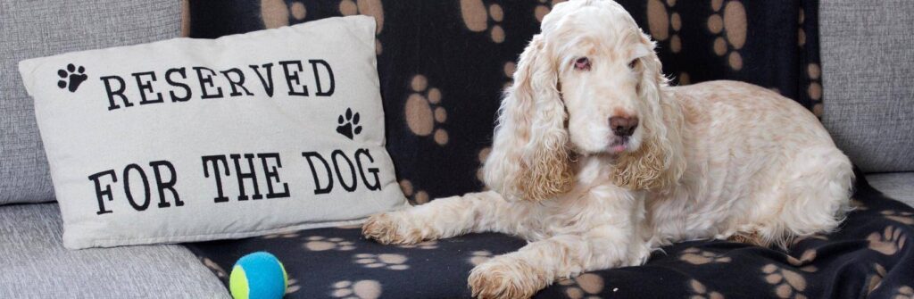 Pooches Gather To Test Out UK’s First Caravan For Dogs