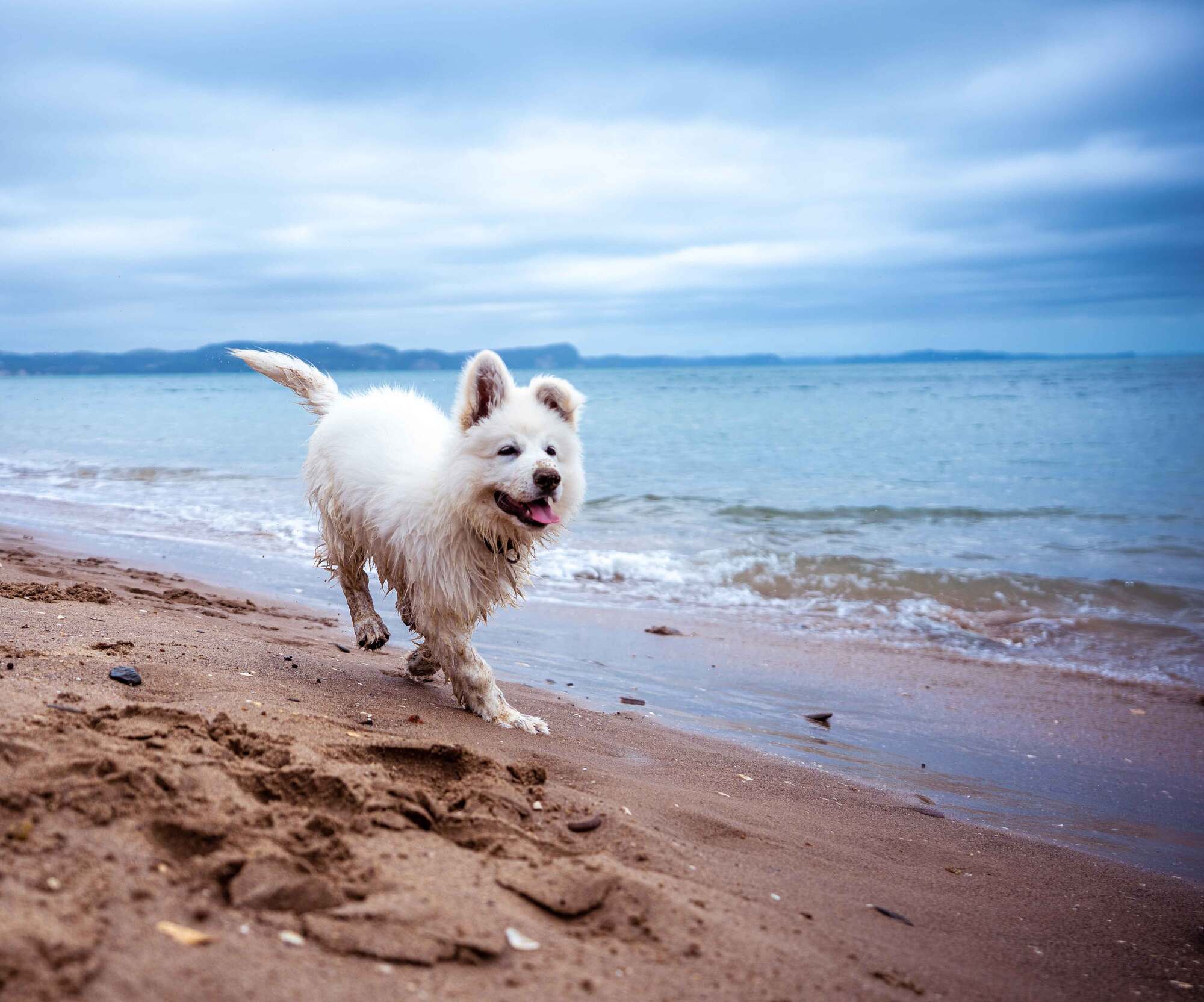 Amble_Links_dog_39d680ef4d.jpg