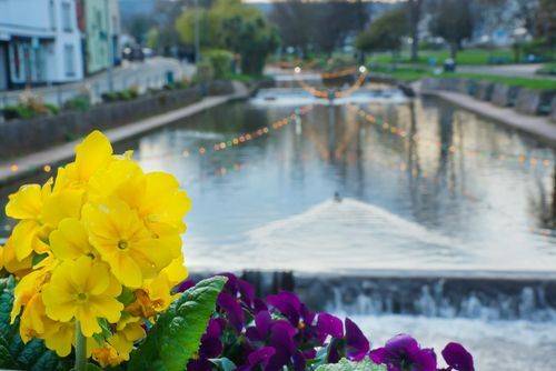 Attraction_Devon_Dawlish_4_50ce2830f3.jpg