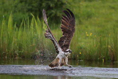 Attraction_Scotland_Aviemore_6_436672908a.jpg