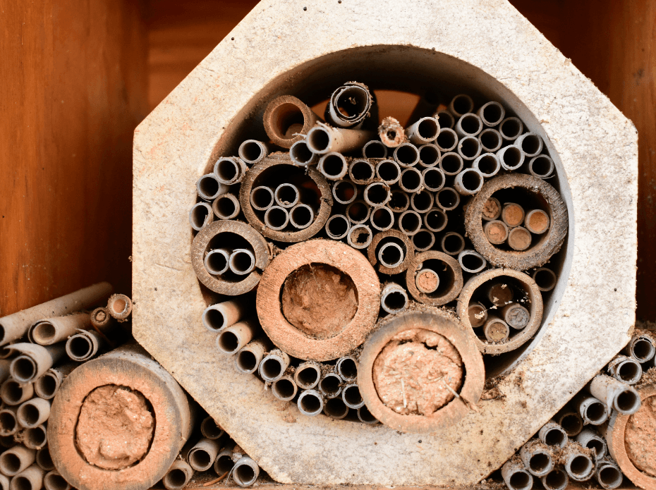 How to make your garden bee friendly