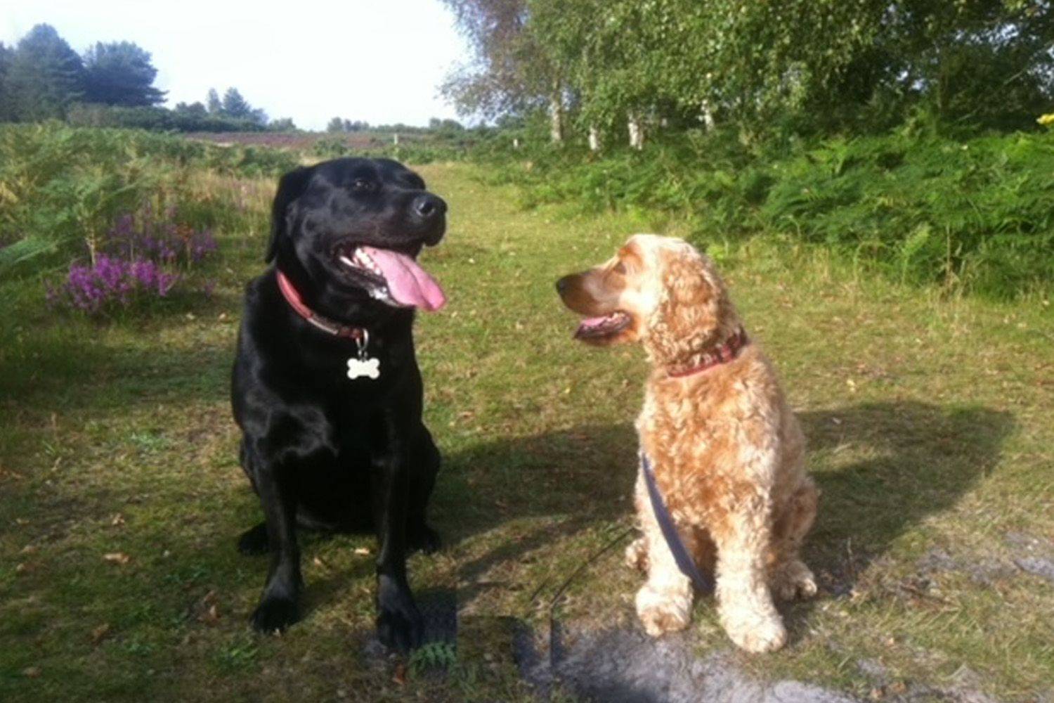 Causeway_Coast_2_Dogs_aefdf71810.jpg