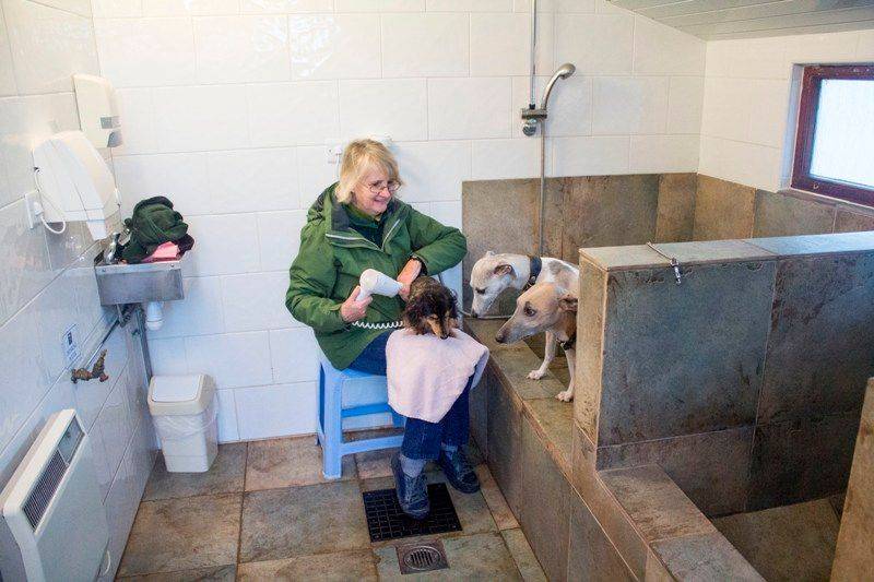 Dog_wash_and_dry_58be8ec194.jpg