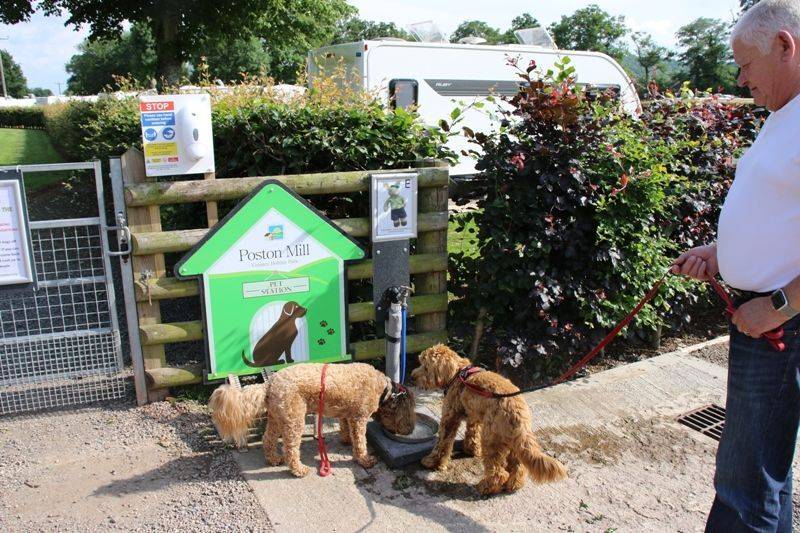 Dogs_welcome_fedb7d5acd.jpg