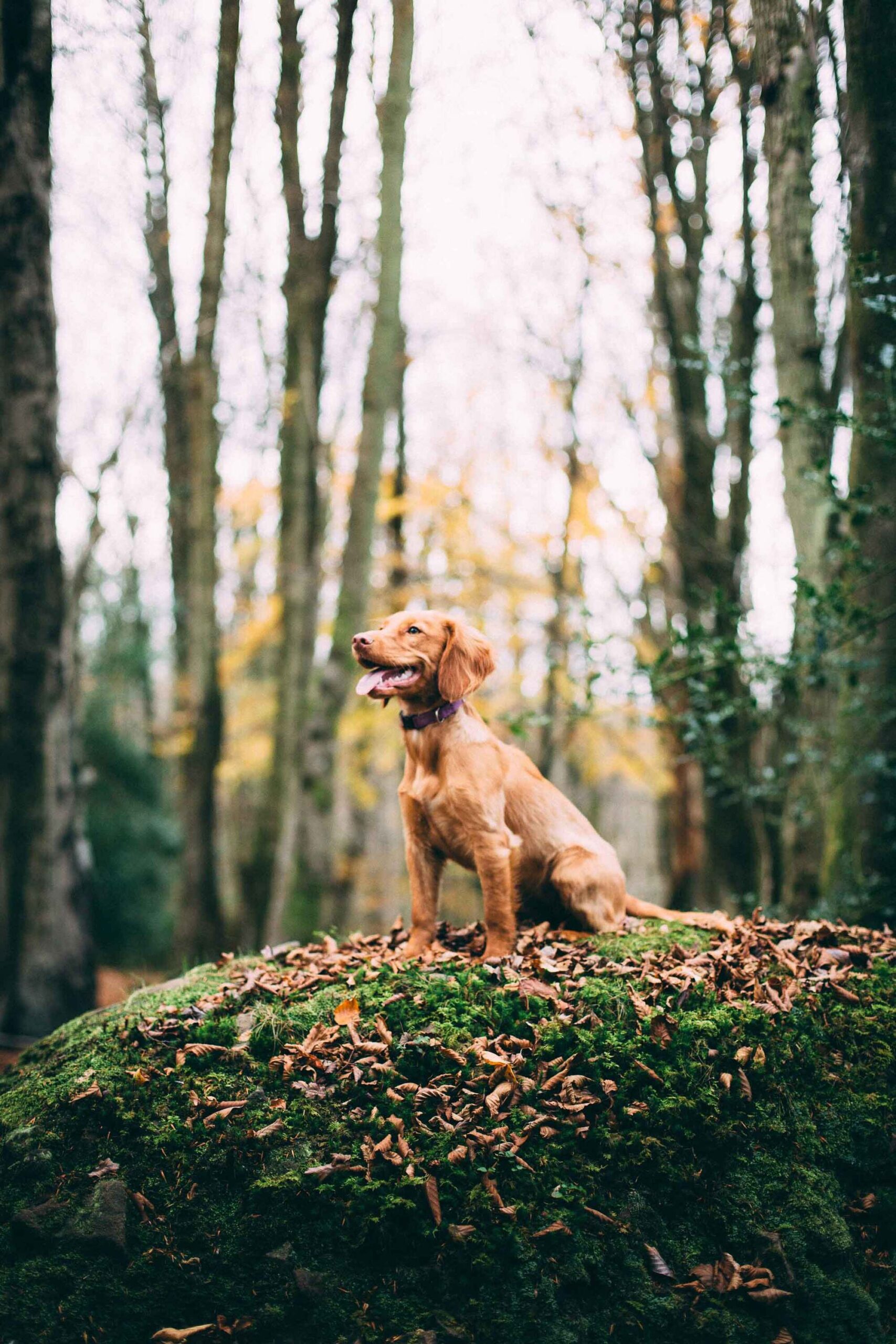 Malvern_view_dog_48ddfb621f.jpg