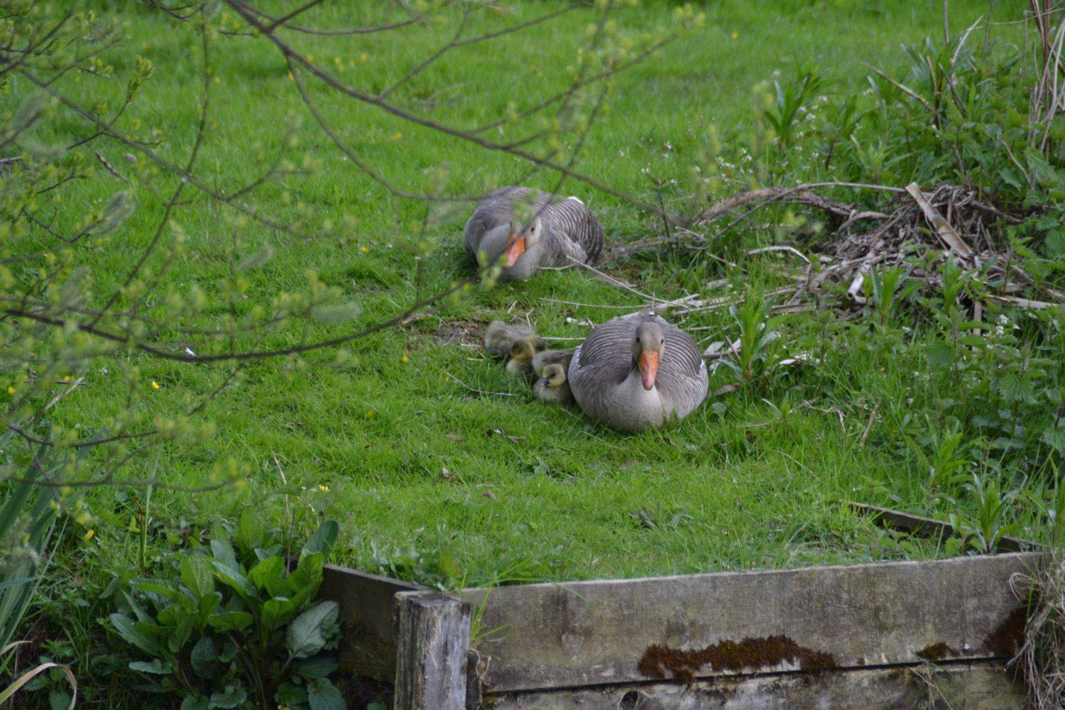 Otterington_park_10_22336a4f43.jpg