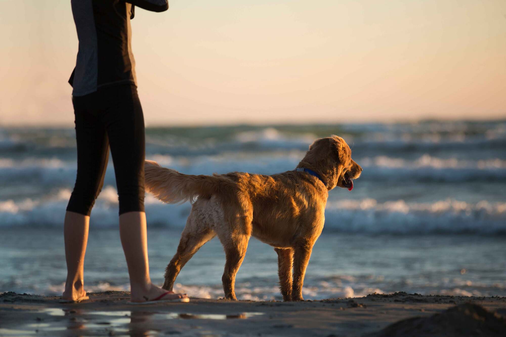 Oyster_Bay_Dog_669e7a2f41.jpg