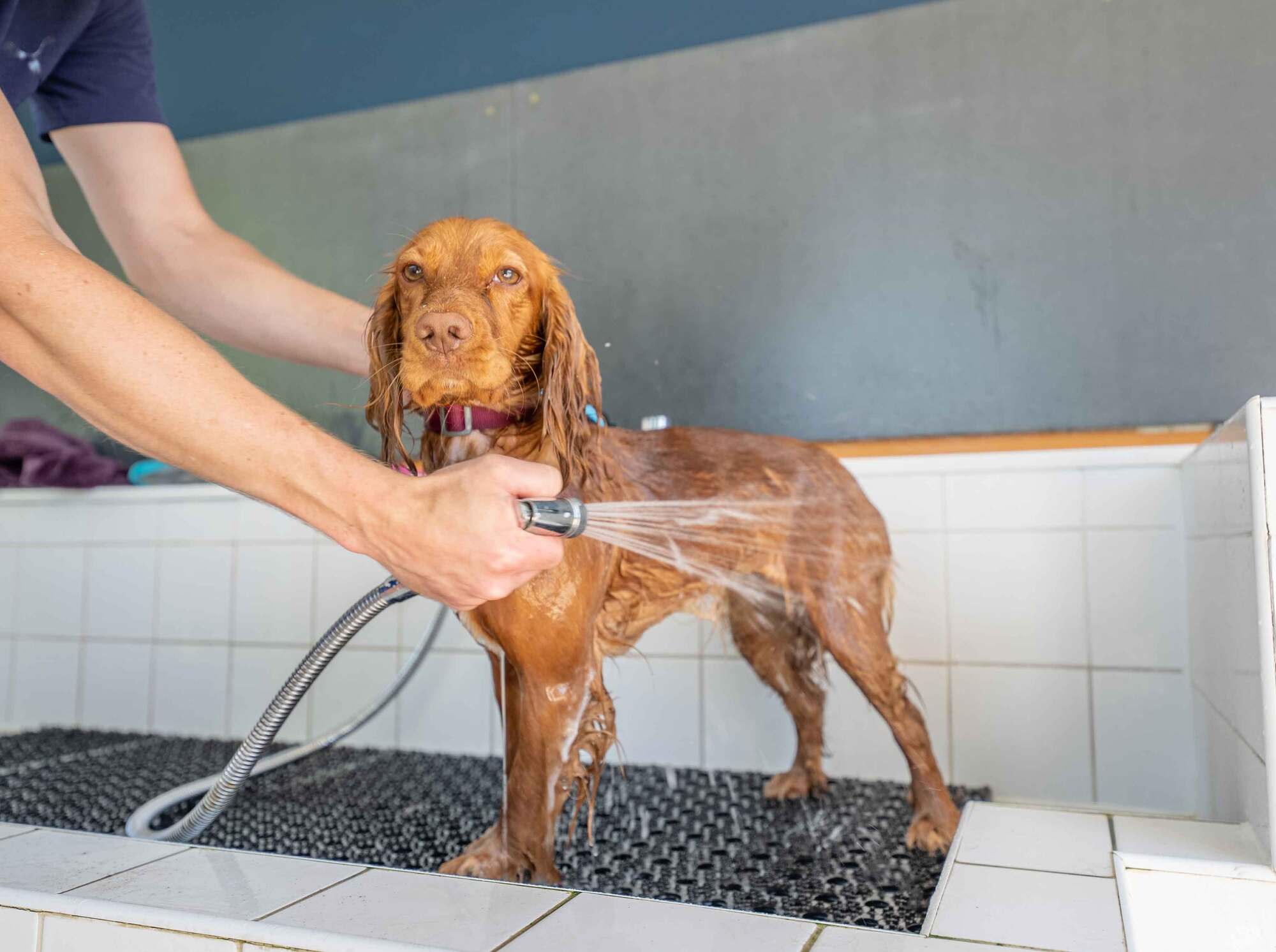 Pentire_dog_in_dog_wash_9208fcd232.jpg