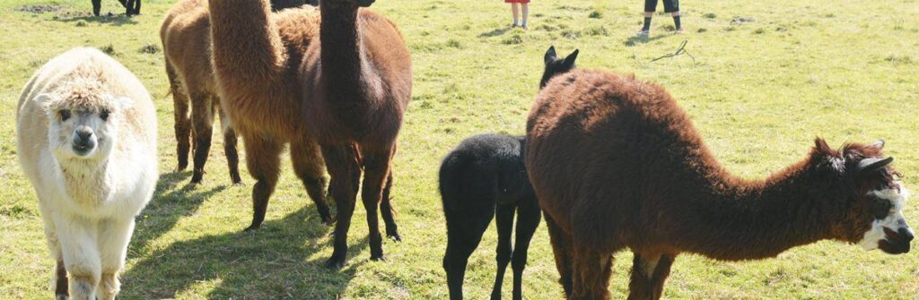 Pick of the Parks – Solway Holiday Village