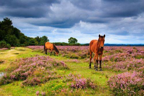 South_East_Hampshire_The_New_Forest_89c44f3789-1.jpg