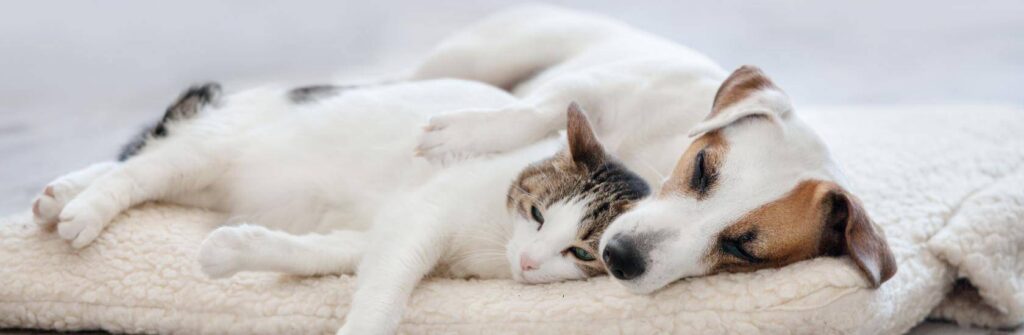 spoil your pets