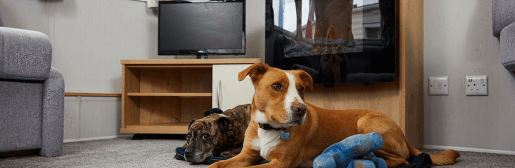 The pawfect holiday