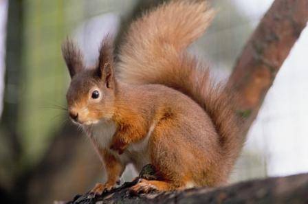 UNE_Red_Squirrel_Blue_Sky_Leisure_7c1b801f2e.jpg