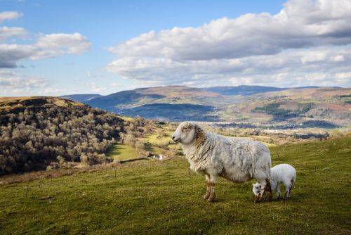 Wales_6_c5db30d583-1.jpg