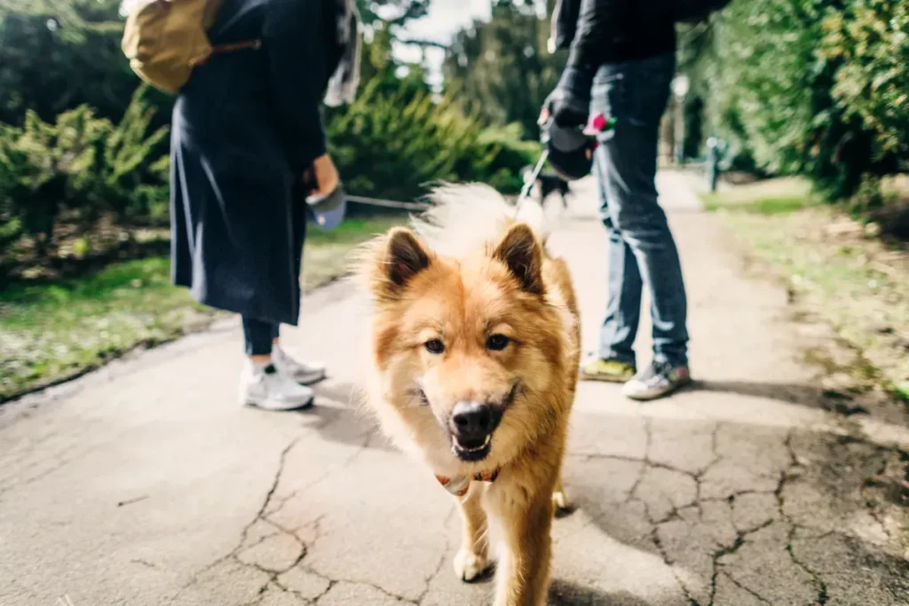 Dog-Friendly Holidays
