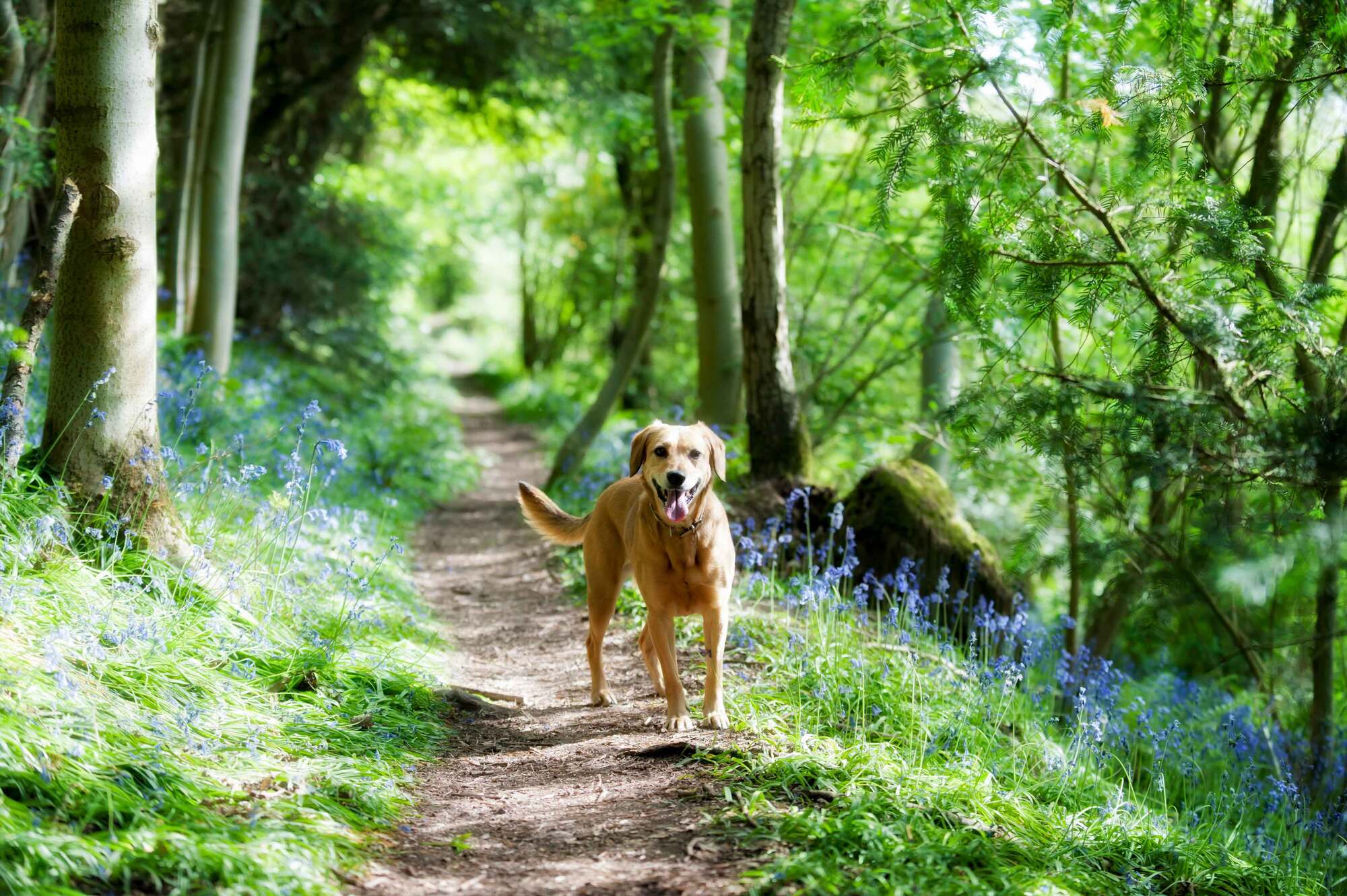 Yorkshire_dales_dog_354a2f0dc3.jpg