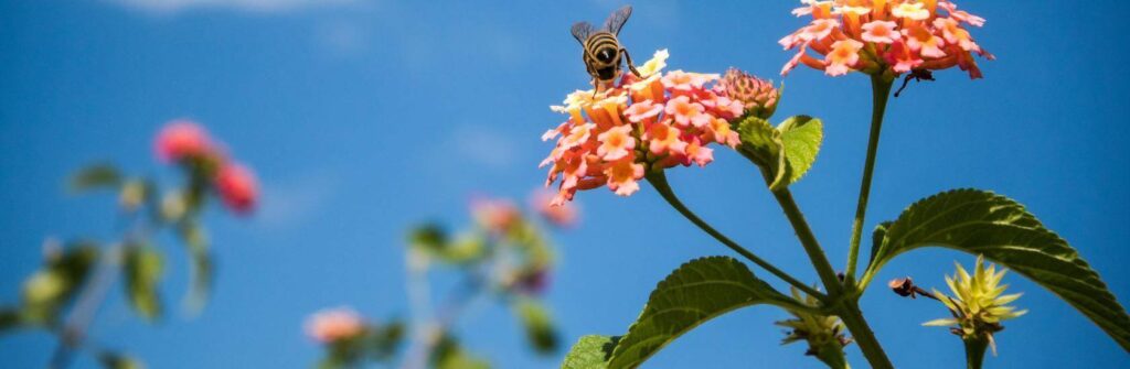 How we’re helping to save the bees!