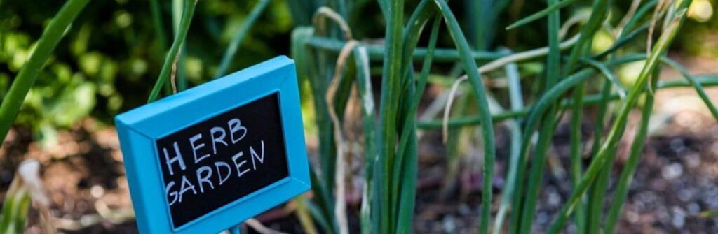 Creating a herb garden for your holiday home