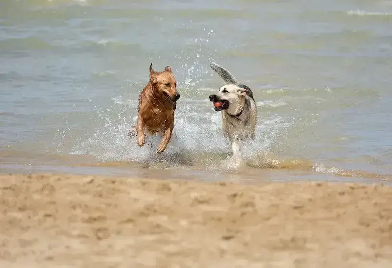 Dog Friendly Caravan Holidays