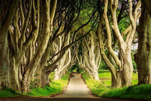 region_northern_ireland_trees_9fe1a97254-1.jpg