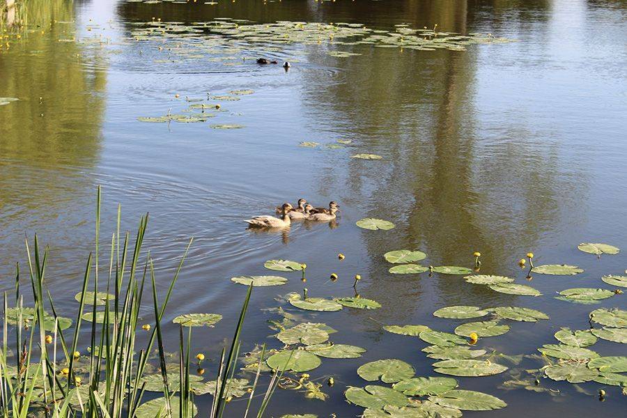 willow_lake_holiday_park_9_d6816165ae.jpg