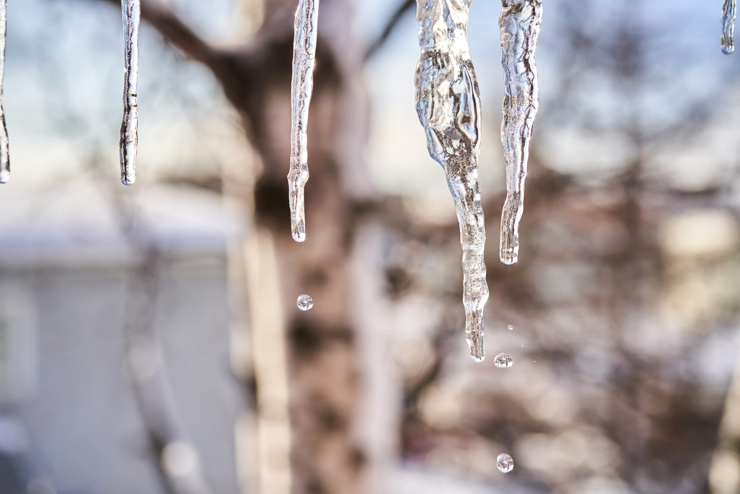 Close-up of melting icicles dripping from bare winter tree branches against a blurred snowy background
