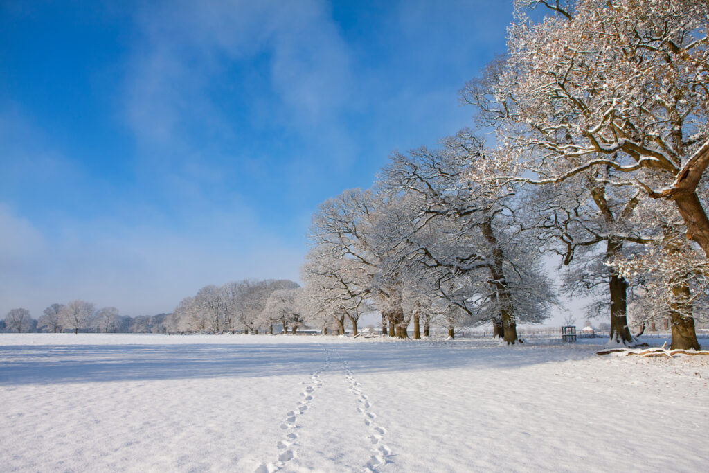 Snow-covered trees and open fields on a bright, clear winter's day with blue skies