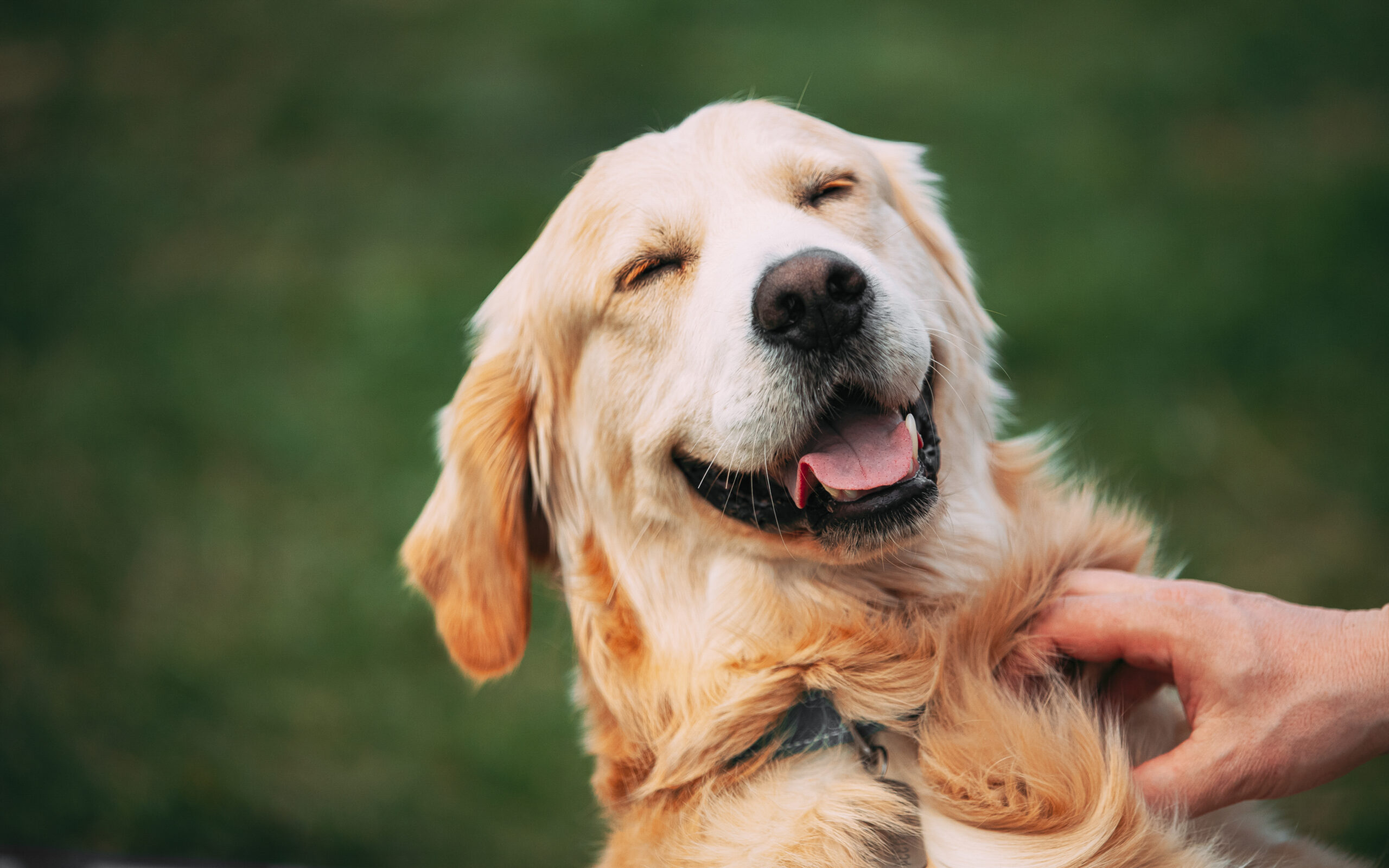 A golden retriever with its tongue out appears to be smiling outdoors in the daytime. A hand is petting the dog on the chest, and the dog looks very happy about it.